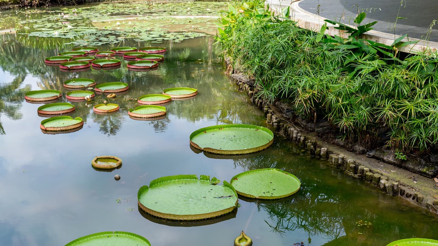 Giant round lily pads floating on the still green water of a lake, with reeds and dense planting along the far bank and a curved path beyond.