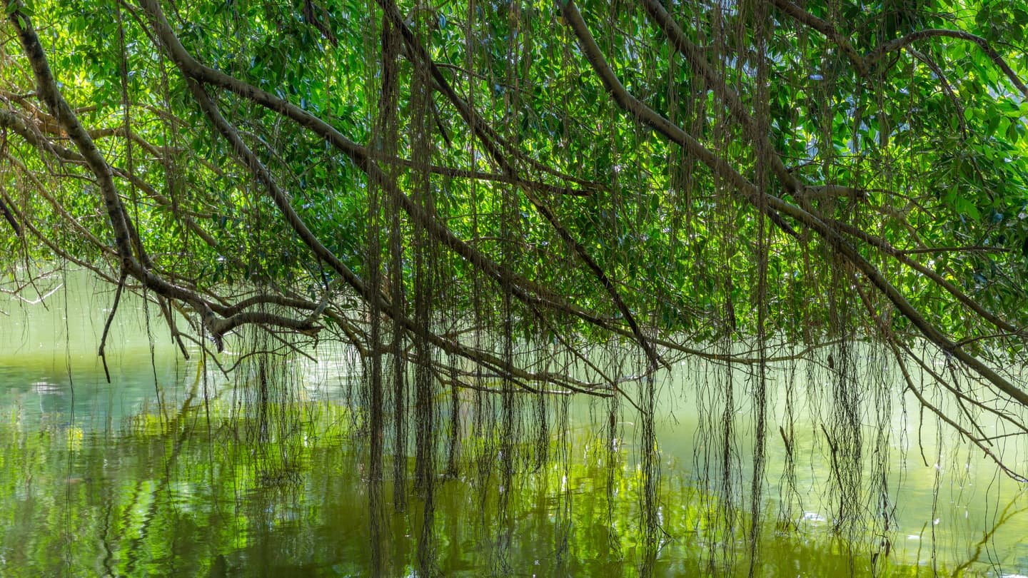 Las largas raíces aéreas y las ramas colgantes de una higuera que caen hacia un lago verde y quieto, con hojas y raíces reflejadas en el agua.