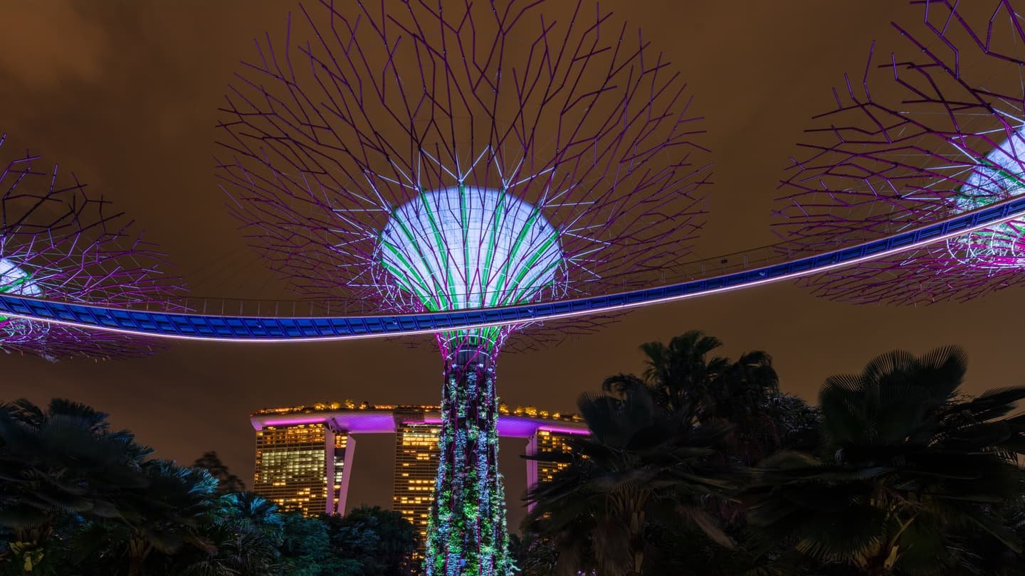 A Supertree at night seen from below, its canopy of branches lit purple and green, the elevated walkway curving around it and the three towers of Marina Bay Sands glowing behind the palms.