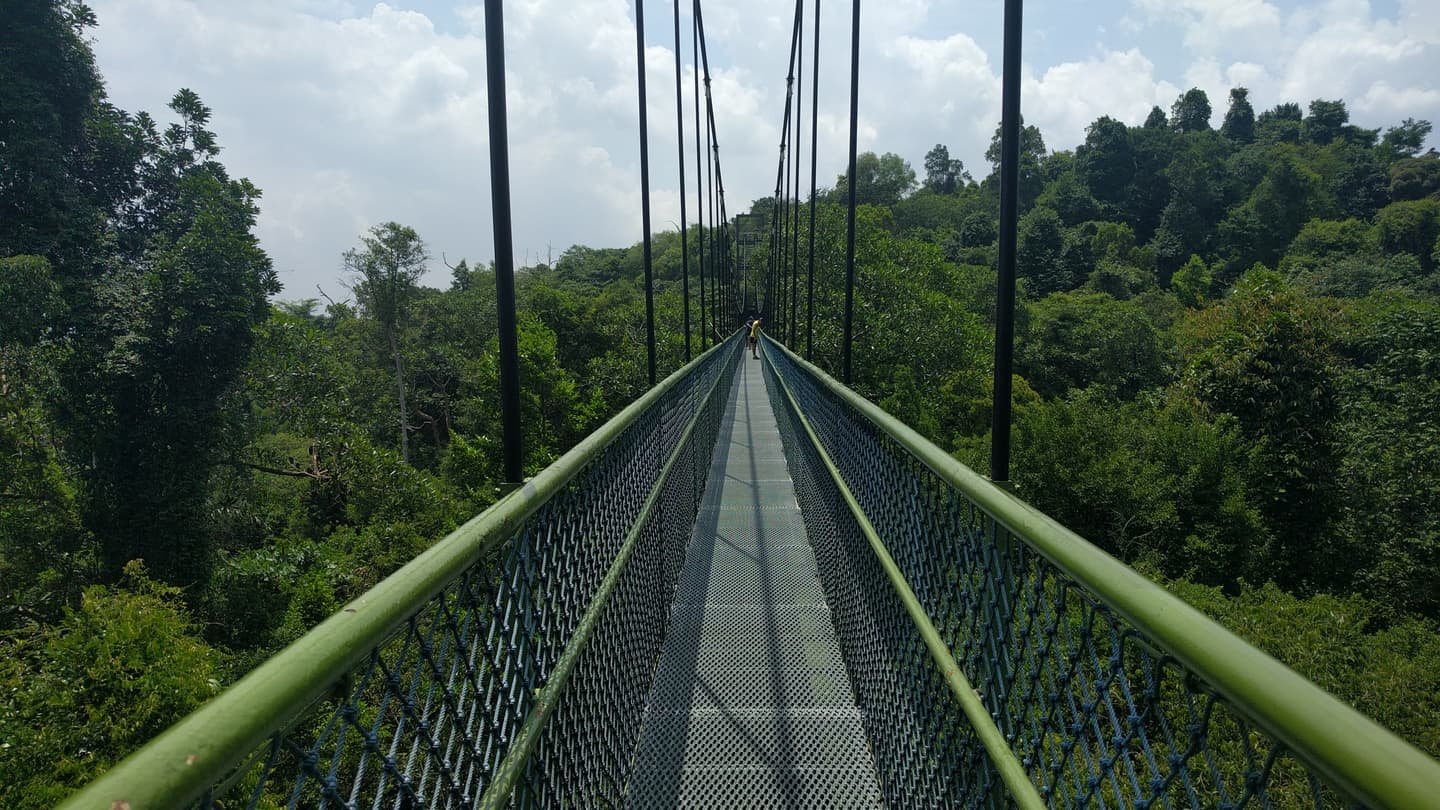 Un estrecho puente colgante con barandillas verdes que se adentra en la espesa copa de la selva en un día luminoso y parcialmente nublado.