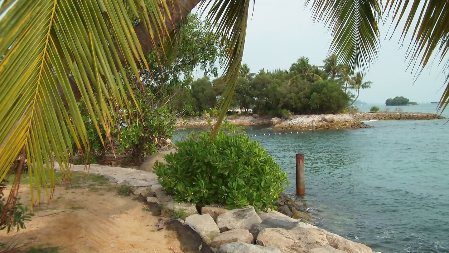Una hoja de palmera colgando sobre un camino de arena y rocas a la orilla, con un islote arbolado y un mar tranquilo, azul verdoso, al fondo.