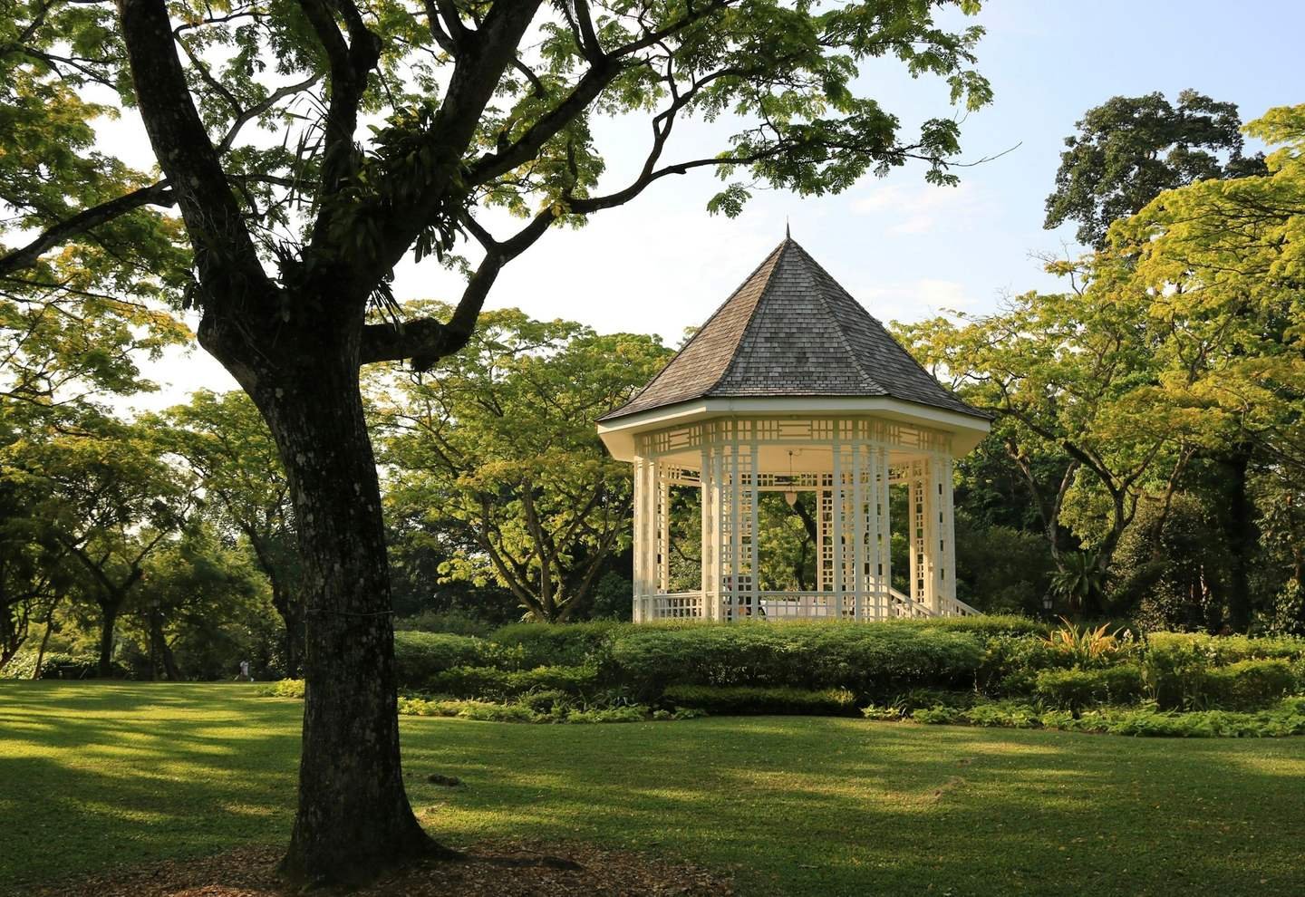 A quiet green morning in the Singapore Botanic Gardens